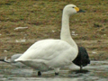 Bewick's Swan